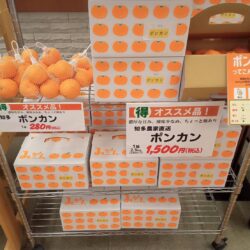 産地直送ポンカンが入荷しました！